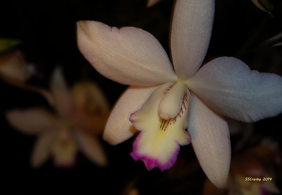 Orchid Photograph - Silver Star SVO Cattleya by Susan Stevens Crosby
