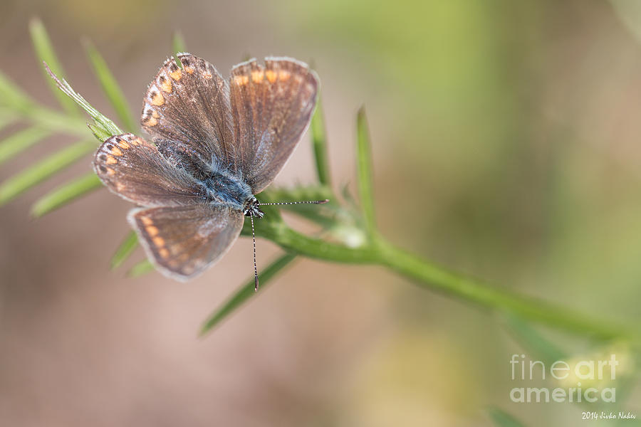 Silver-studded blue butterfly - female 03 Photograph by Jivko Nakev