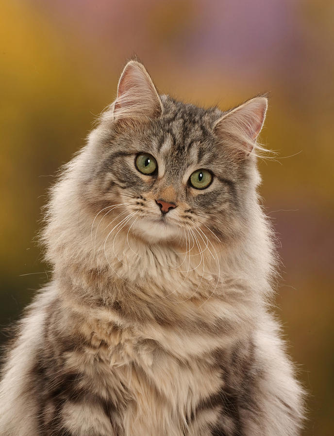 Silver Tabby Cat Portrait Photograph by Mark Taylor