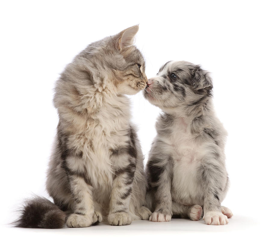 Silver Tabby Kitten Nose-to-nose Photograph by Mark Taylor