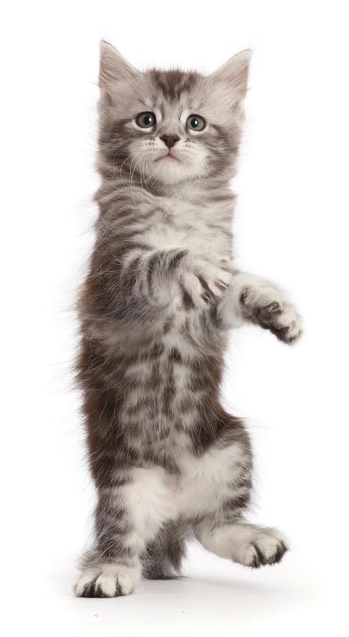 Silver Tabby Kitten, Standing Up As If Photograph by Mark Taylor - Pixels
