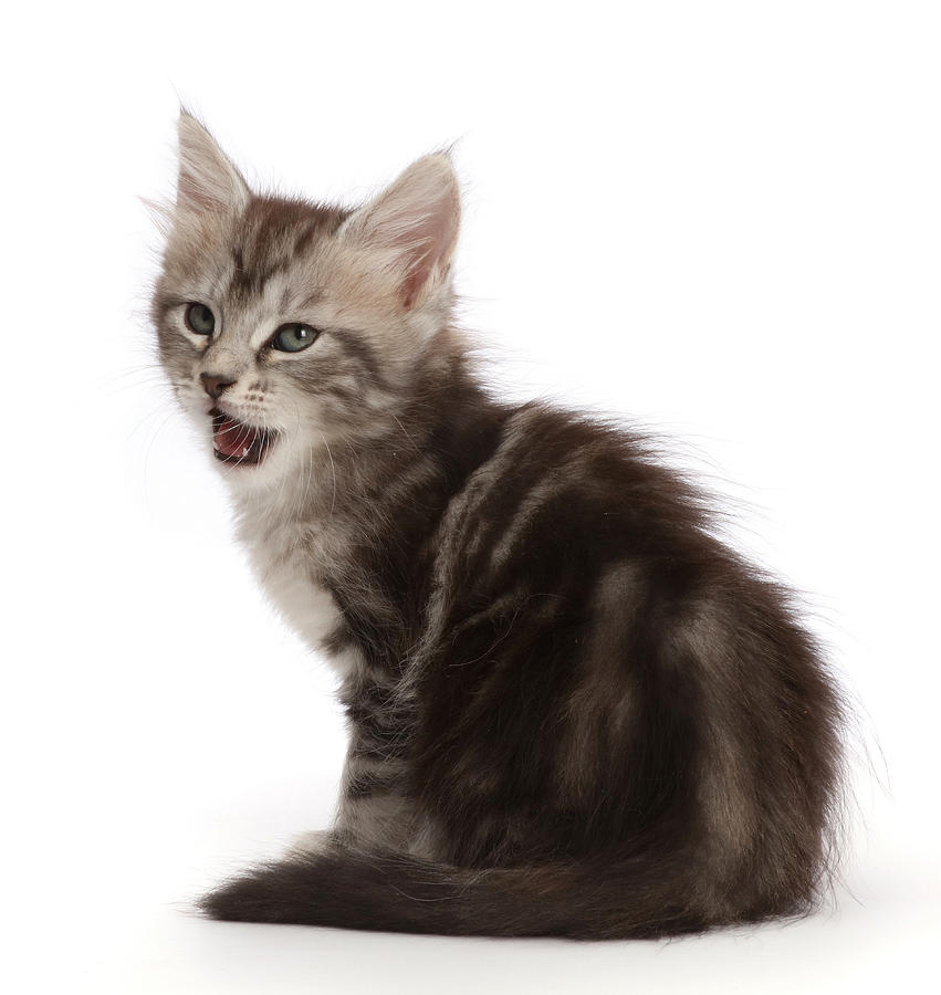 Silver Tabby Kitten With Funny Photograph by Mark Taylor