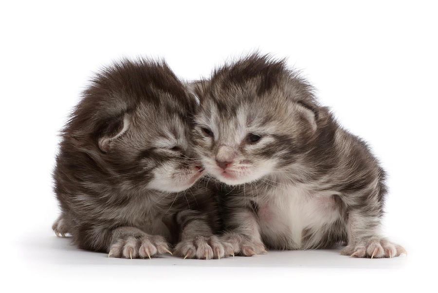 Silver Tabby Kittens, 8 Days Old Photograph by Mark Taylor