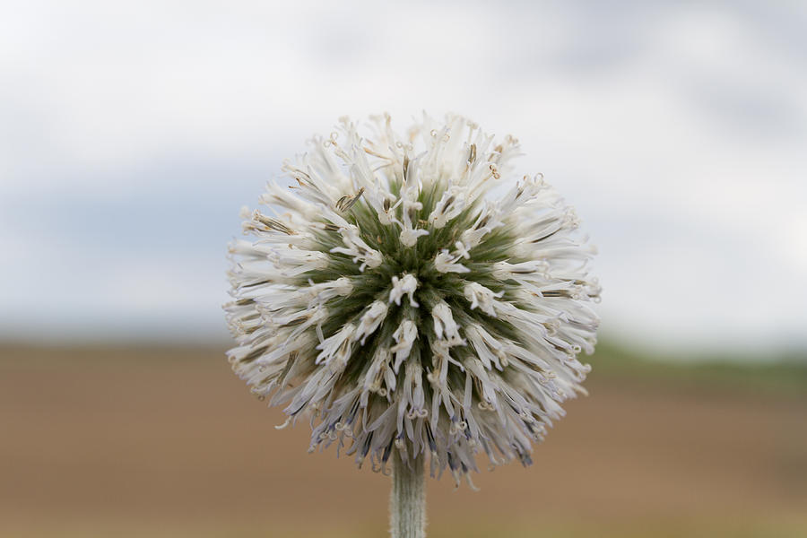 Silver Thistle Photograph by Andreas Levi