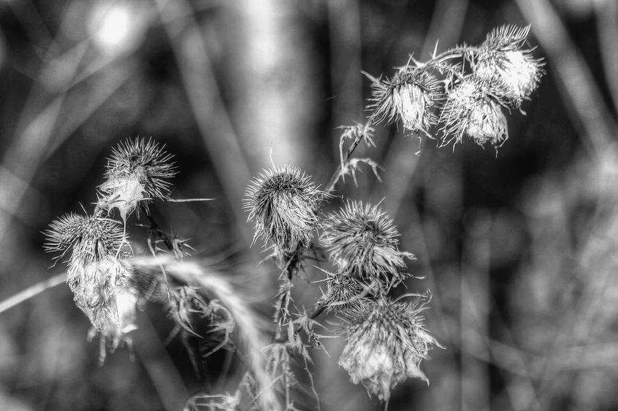 Silver Thistles Photograph by Richard Gregurich