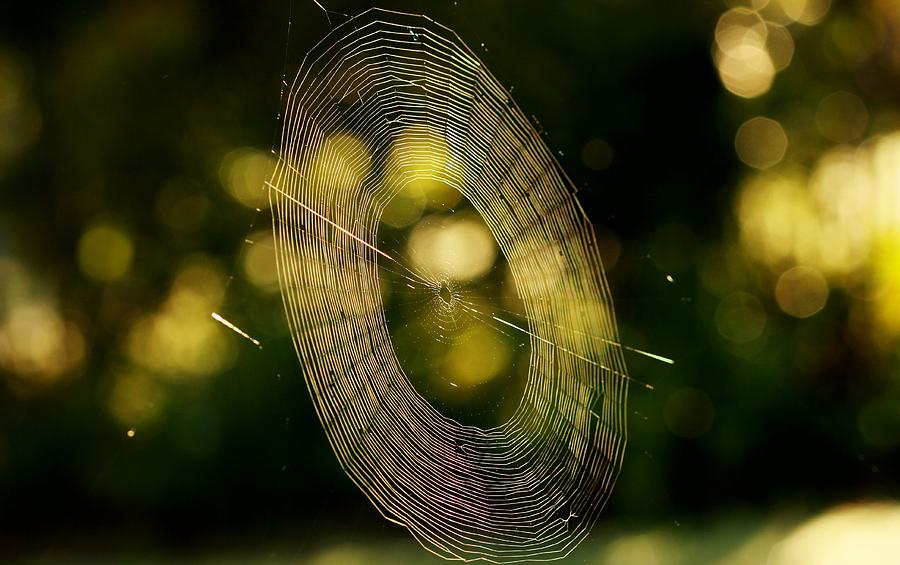 Spider Photograph - Silver Threads  by Debbie Howden