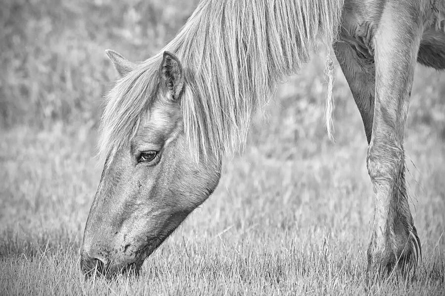 Silver Tone Wild Horse Photograph by Bob Decker
