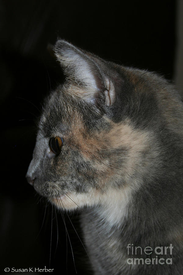 Silver Torti Photograph by Susan Herber