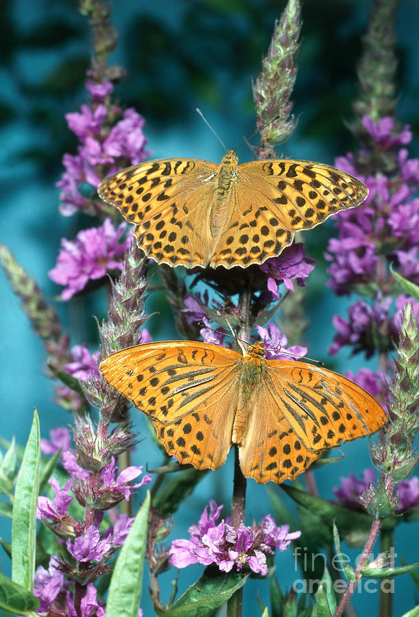 Butterfly Photograph - Silver-washed Fritillary Butterfly by Hans Reinhard