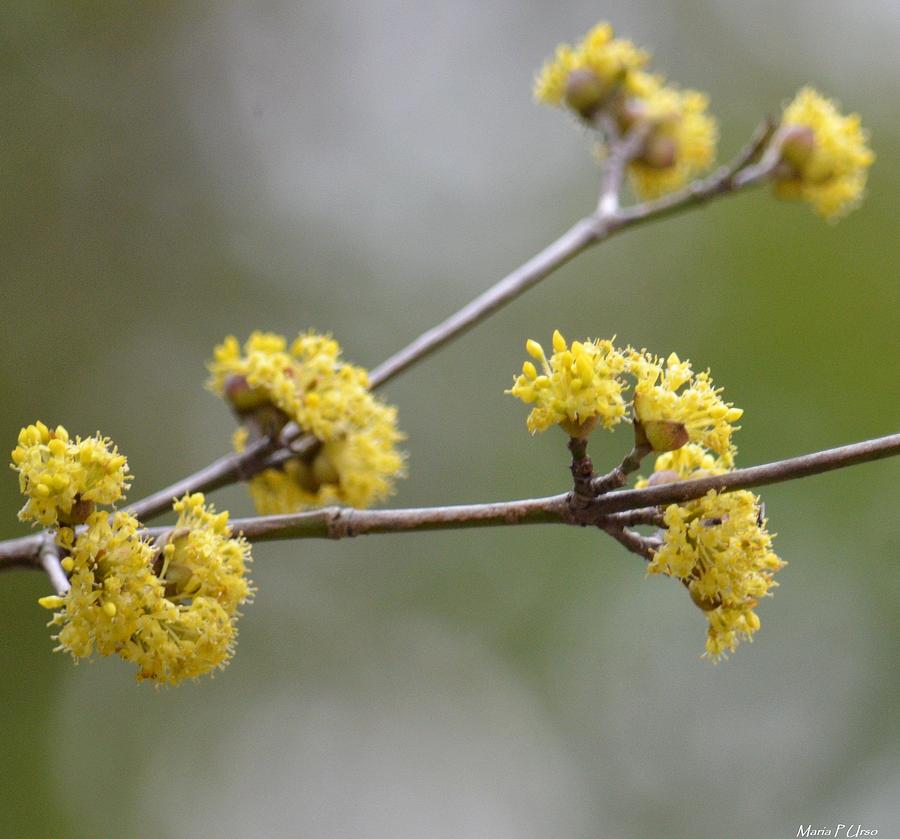 Nature Photograph - Silver Wattle in Bloom by Maria Urso