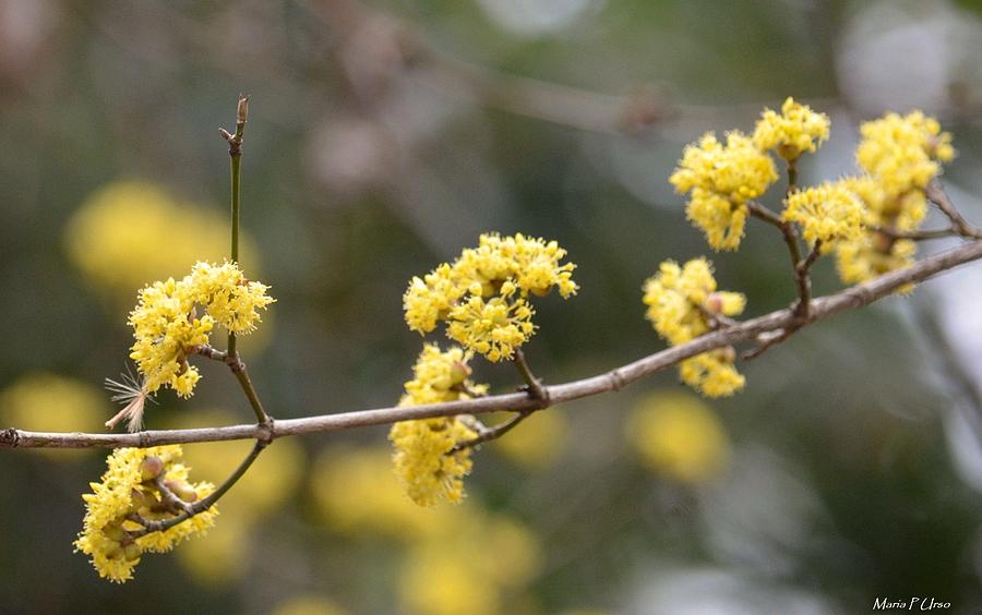 Silver Wattle in Spring Photograph by Maria Urso - Fine Art America