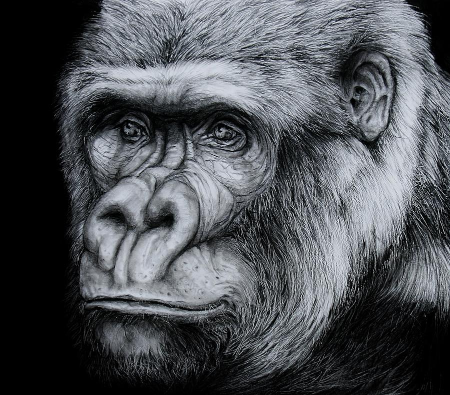 gorilla drawing face