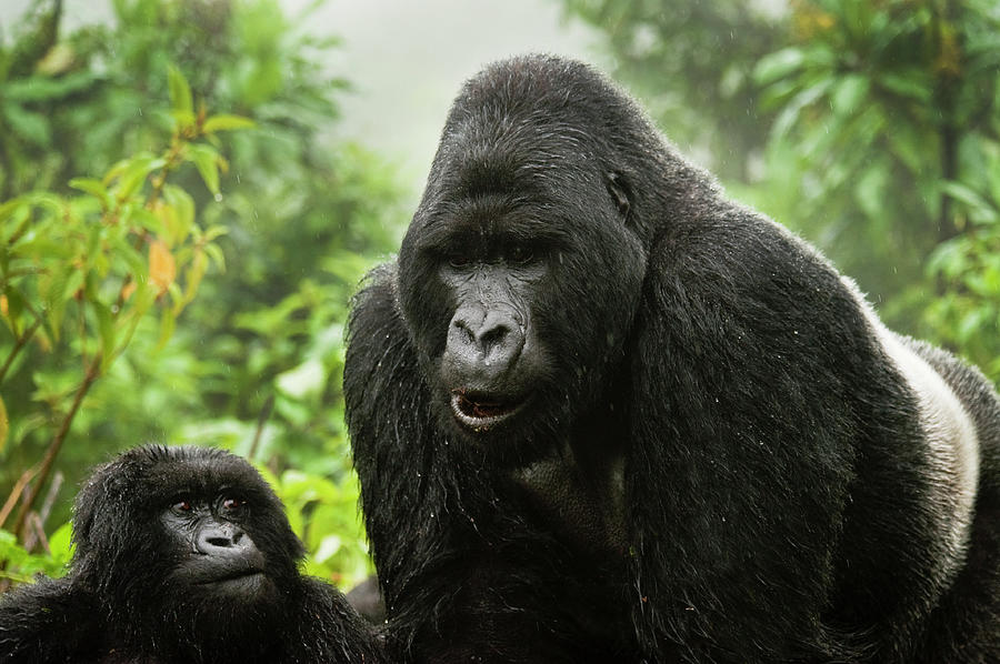 Silverback Agashya And Baby In Group 13 Photograph by Doug Steakley Silverback Agashya And Baby In Group 13 Photograph by Doug Steakley