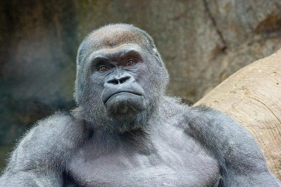 Silverback Gorilla Photograph by Allan Morrison