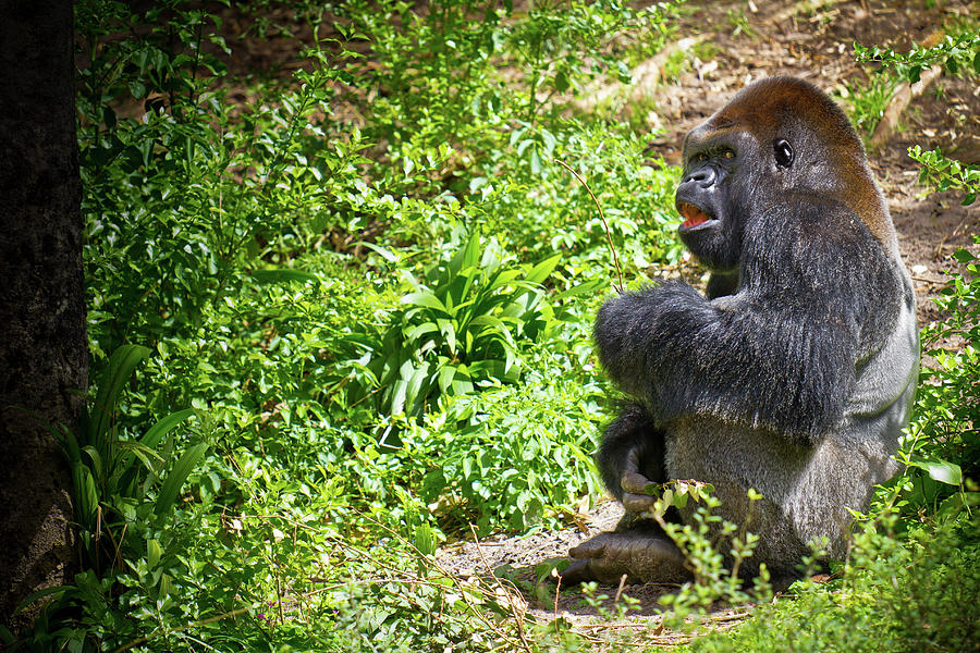 Silverback Gorilla Photograph by Darren Keast