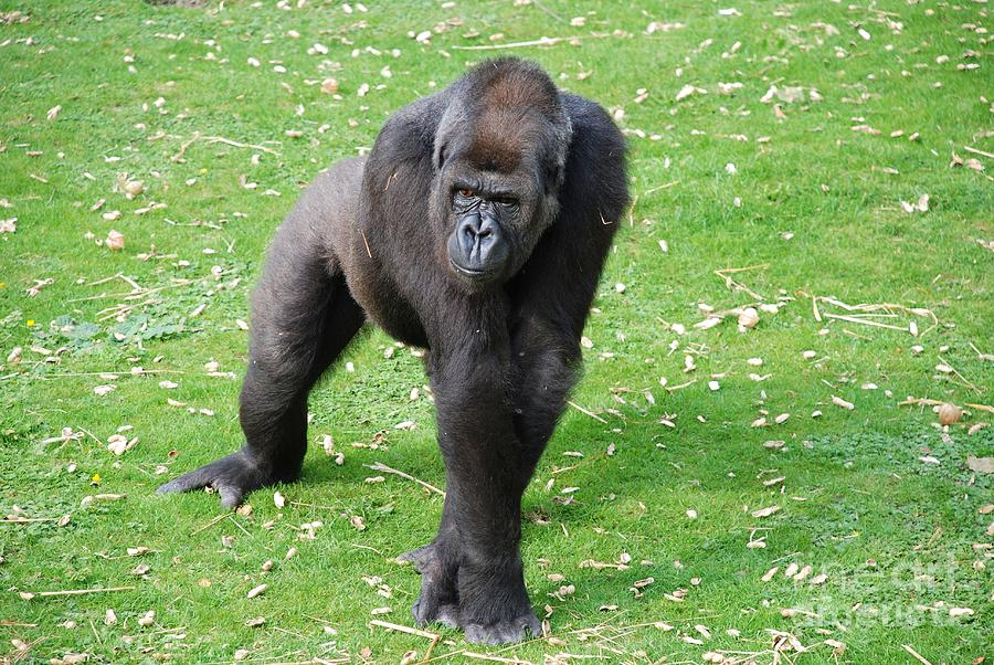 Silverback Gorilla Photograph by David Fowler