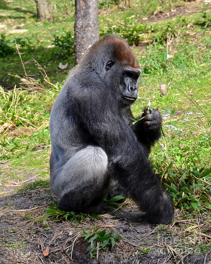 Silverback Gorilla Photograph by Carol  Bradley