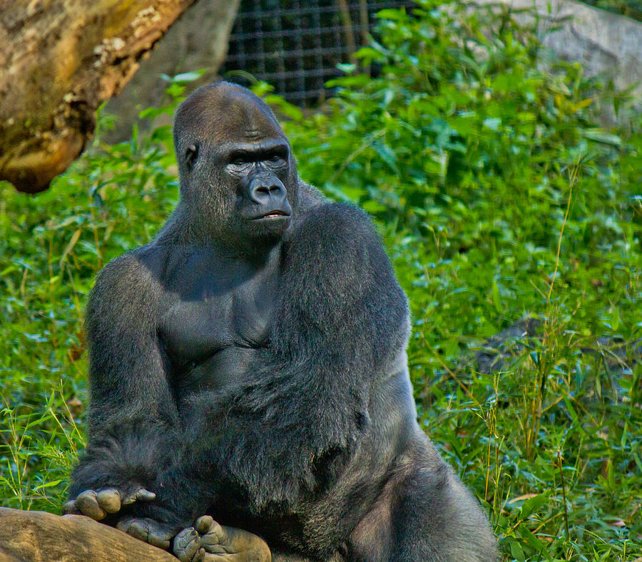 Silverback Gorilla  Photograph by Jonny D