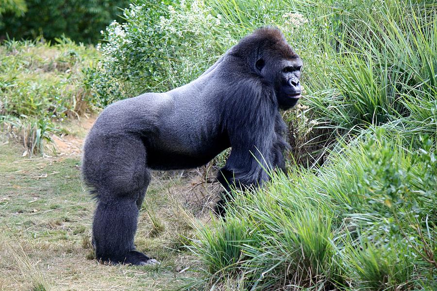 Jungle Photograph - Silverback Gorilla by Paulette Thomas