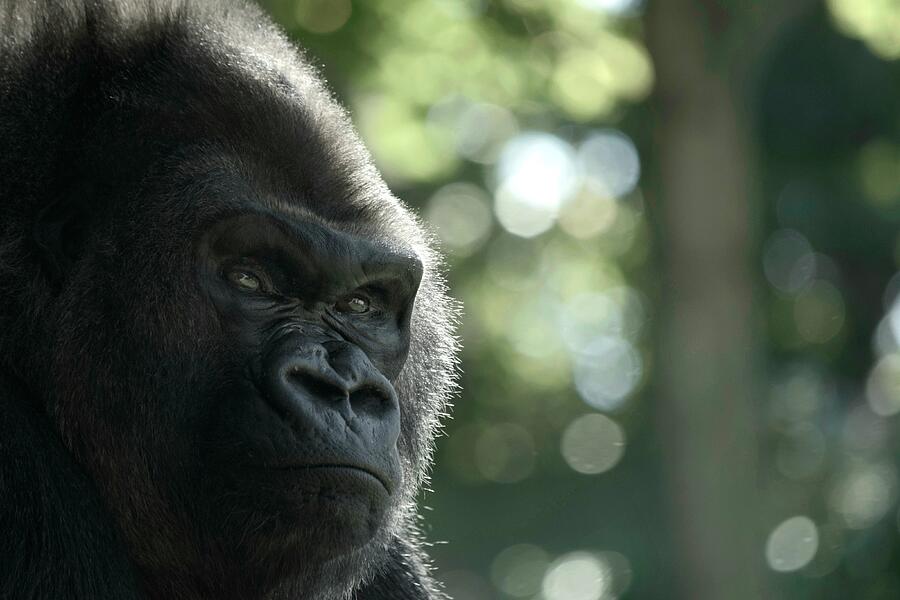 hairless silverback gorilla hairless silverback gorilla