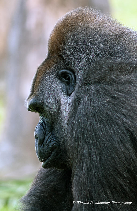 Silverback Gorilla Photograph by Winston D Munnings