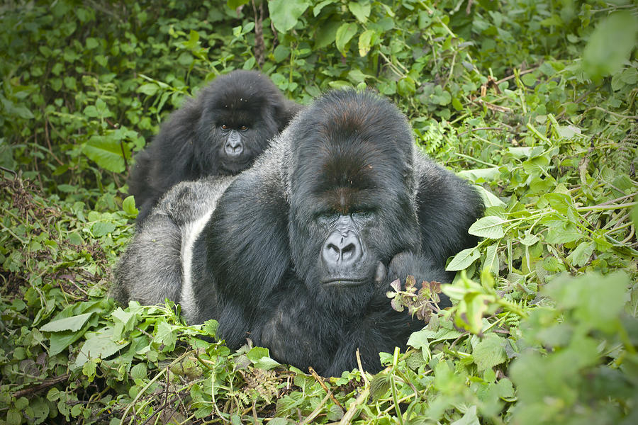 Silverback Gorilla with son on his back, Rwanda Photograph by Guenterguni