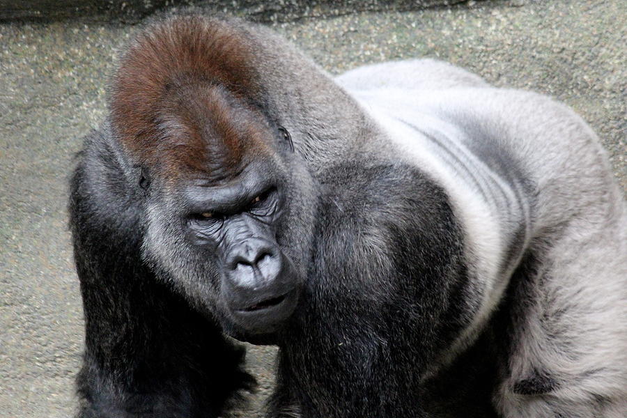 silverback weight