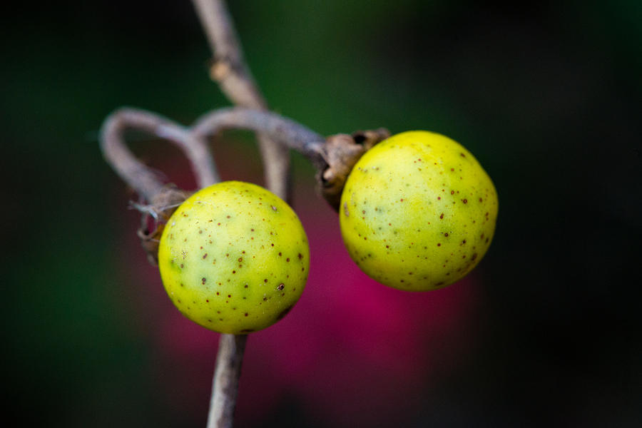 Silverleaf Nightshade Fruit Photograph by Steven Schwartzman