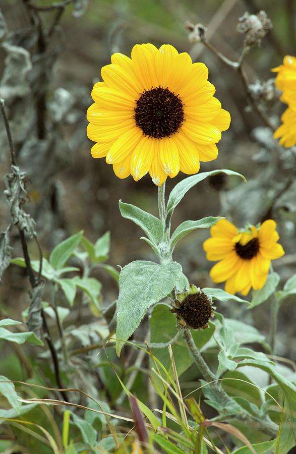 Silverleaf Sunflower (helianthus Argophyllus) Photograph by Bob Gibbons ...