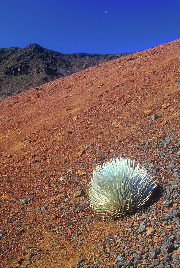 Silversword Haleakala Crater Maui Hawaii Photograph