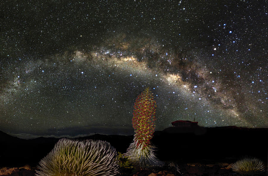 Silversword Milky Way Bow Photograph by Mike Neal