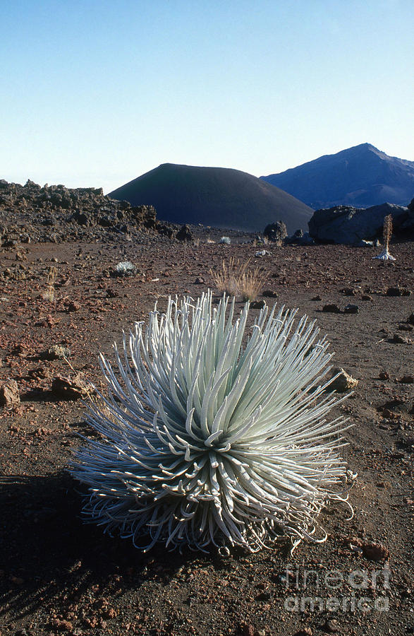 Silversword Plant Photograph by Mark Newman