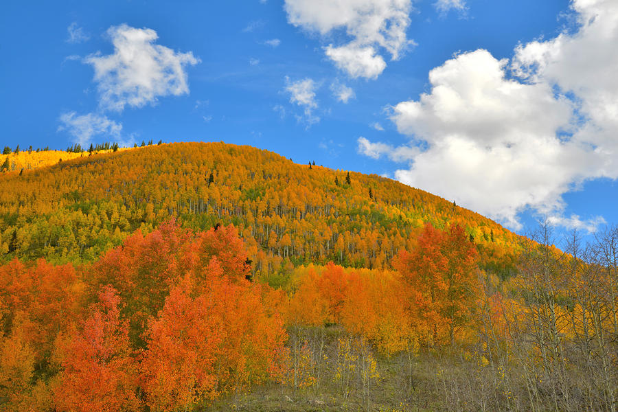 Silverton Aspens Photograph by Ray Mathis