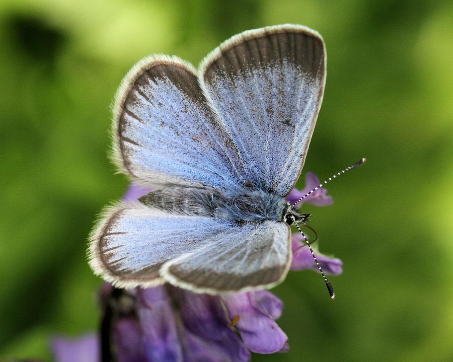 Silvery Blue Butterfly Photograph by Doris Potter