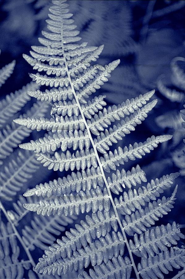 Silvery Fern Photograph by Tikvahs Hope