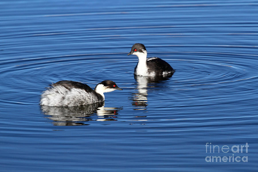Silvery grebes Photograph by James Brunker