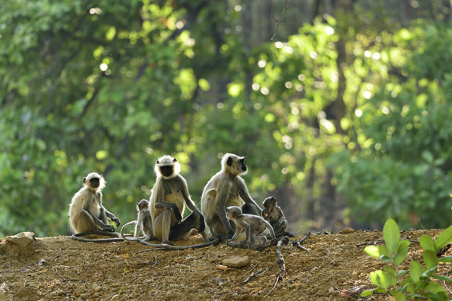 Simian Family Photograph by Fotosas Photography
