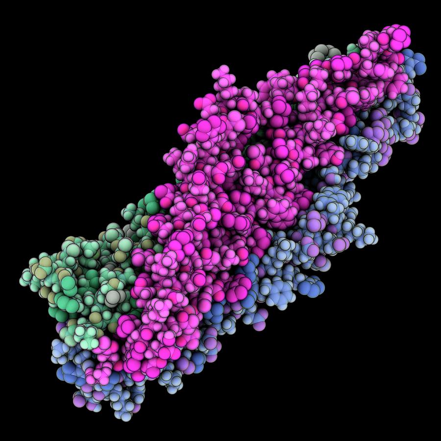 Simian Immunodeficiency Virus Gp41 Photograph by Laguna Design/science