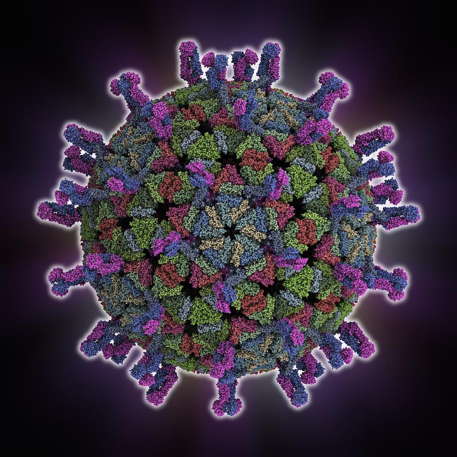 Simian rotavirus capsid, molecular model Photograph by Science Photo