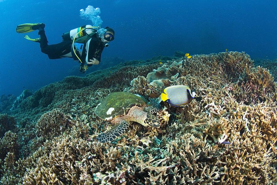 Fish Photograph - Similan Islands Thailand Scuba Diver by Stuart Westmorland