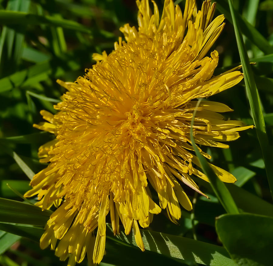 Fall Photograph - similar to dandelion - Yellow flower in green environment by Leif Sohlman
