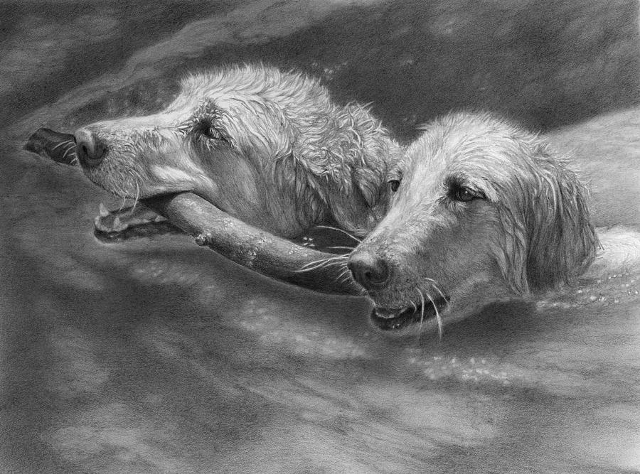 Golden Retriever Drawing - Simon and Koda by Alison Brush