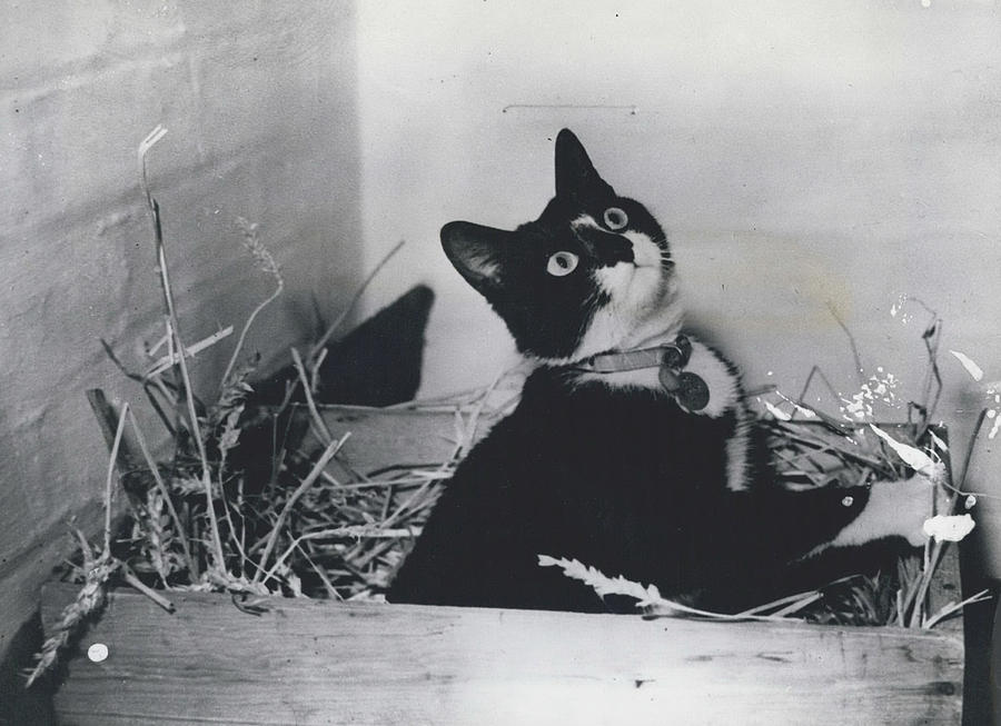 Simon The Amethyst Cat Ta... Rest At Hackbridge Quarry. Photograph by Retro Images Archive