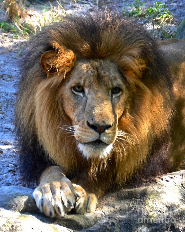 Simon The Lion King Photograph by Carol  Bradley