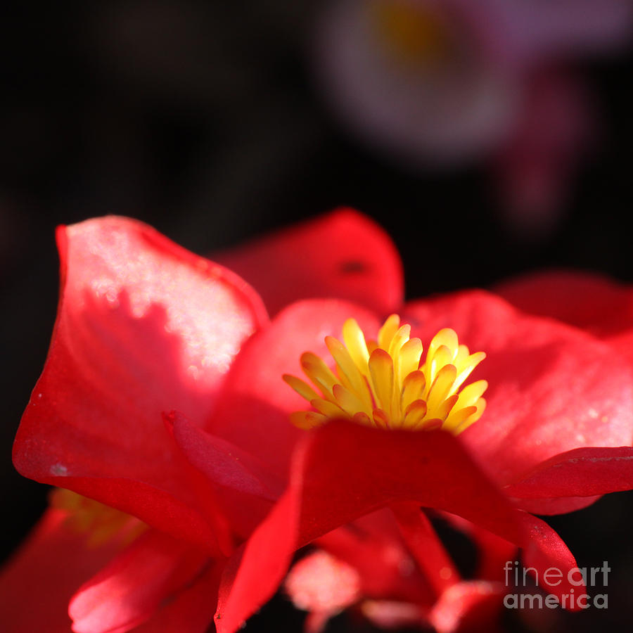 Flowers Still Life Photograph - Simple Beauty- Square by Diana Black