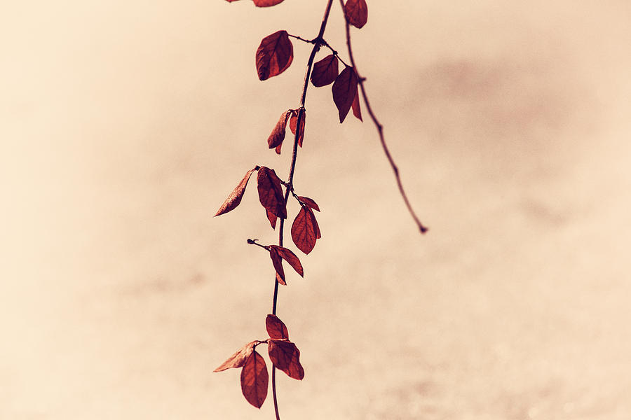 Fall Photograph - Simple Branch by Karol Livote