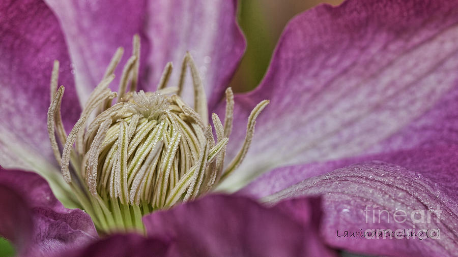 Simple Clematis Photograph by Laurinda Bowling