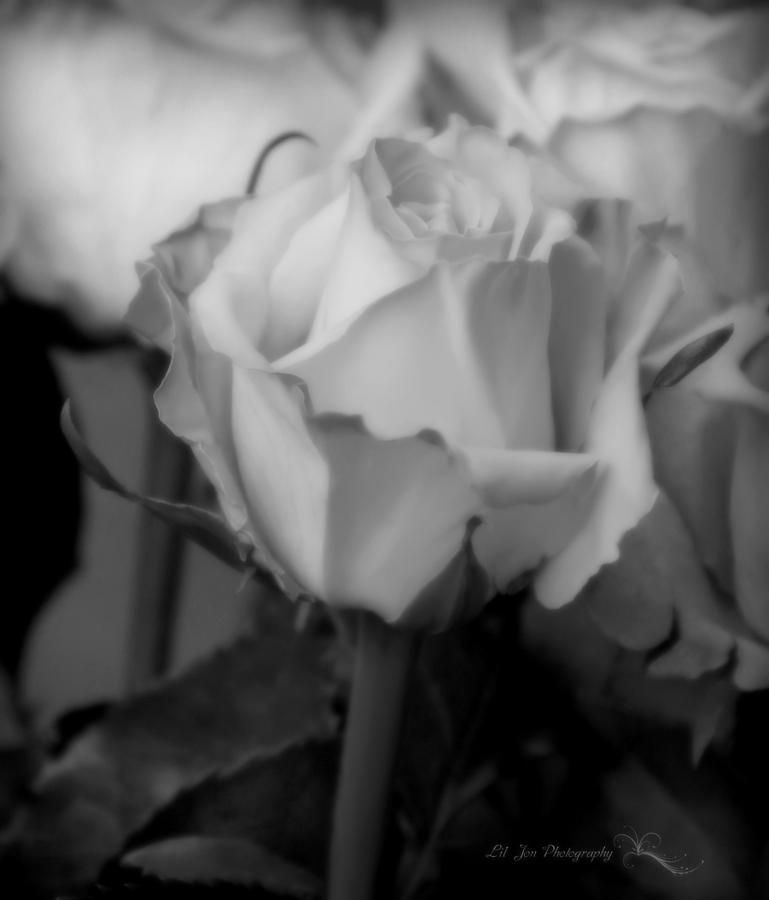 Simple Elegance In Black and White Photograph by Jeanette C Landstrom