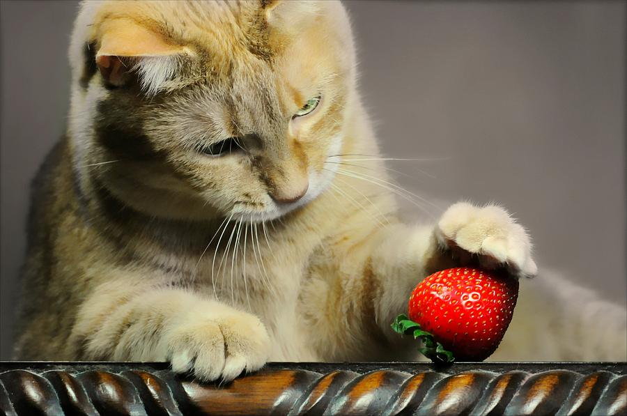 Strawberry Photograph - Simple Fascination by Diana Angstadt