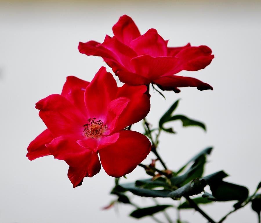 Flower Photograph - Simple Flowers by Cynthia Guinn